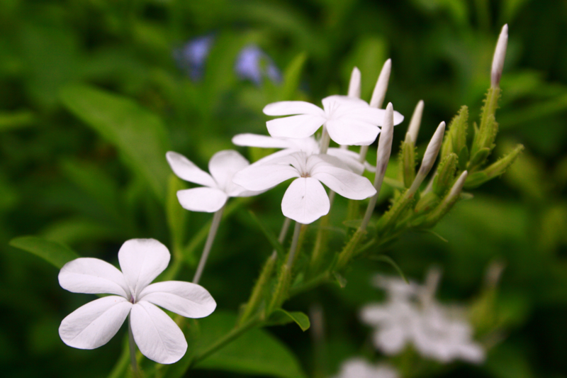 Green and White at Devon Image